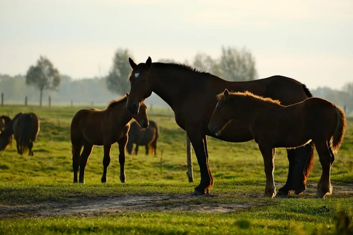Free Horse Racing Picks: Review, Safety, Bonuses, and What Players Should Know